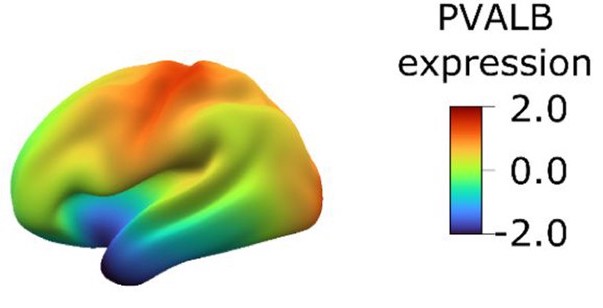 elife_pvalb.jpg